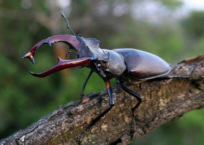 Жук-олень насекомое. описание, особенности, виды, поведение и среда обитания жука-оленя | живность.ру