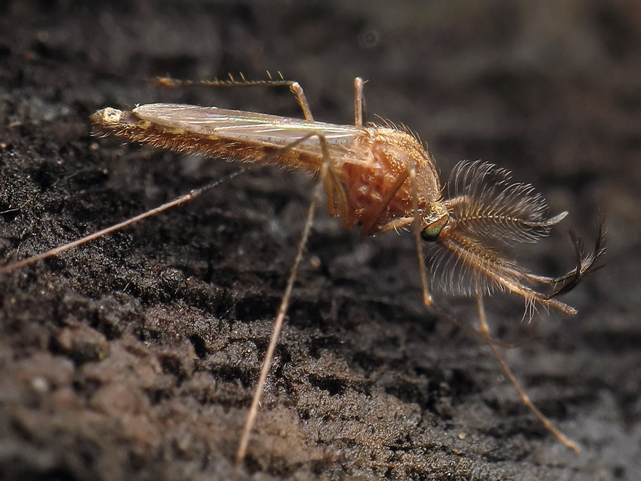 Сколько зубов у комара википедия. особенности строения комара. почему комары кусают не всех