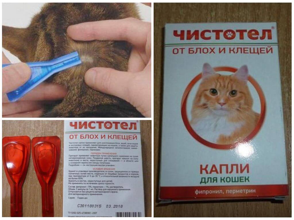 Капли от блох и клещей «чистотел» для котят и взрослых кошек: инструкция по применению