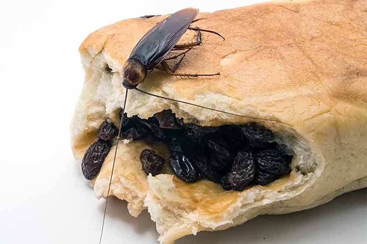 9 средств чтобы вывести тараканов. что лучше: сделать в домашних условиях, или использовать покупные?