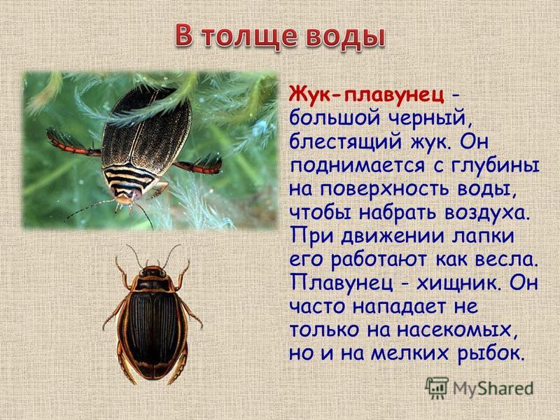 Жук плавунец — интересные факты о насекомом