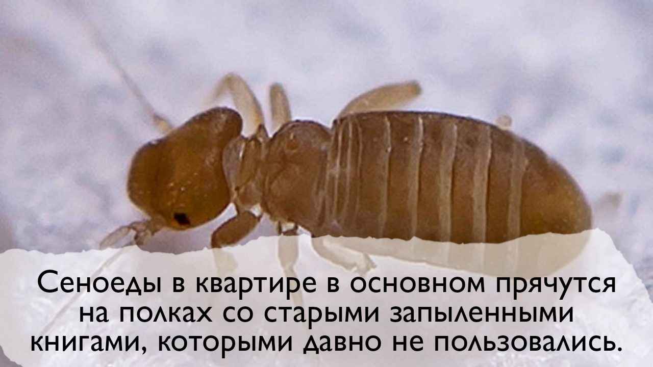 Книжная вошь или жук сеноед в квартире (доме): как избавиться в домашних условиях