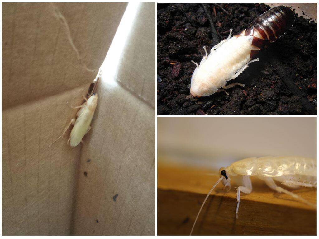 Белый таракан в квартире: что это такое и какую опасность представляют