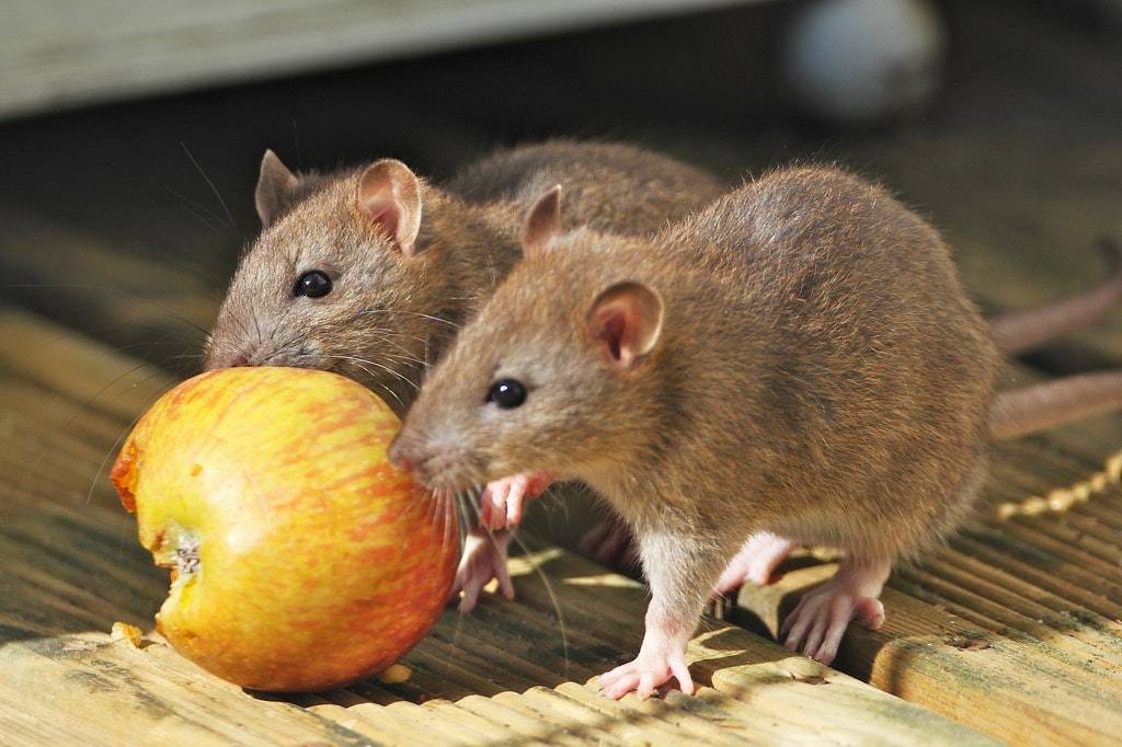 28 интересных фактов о крысах