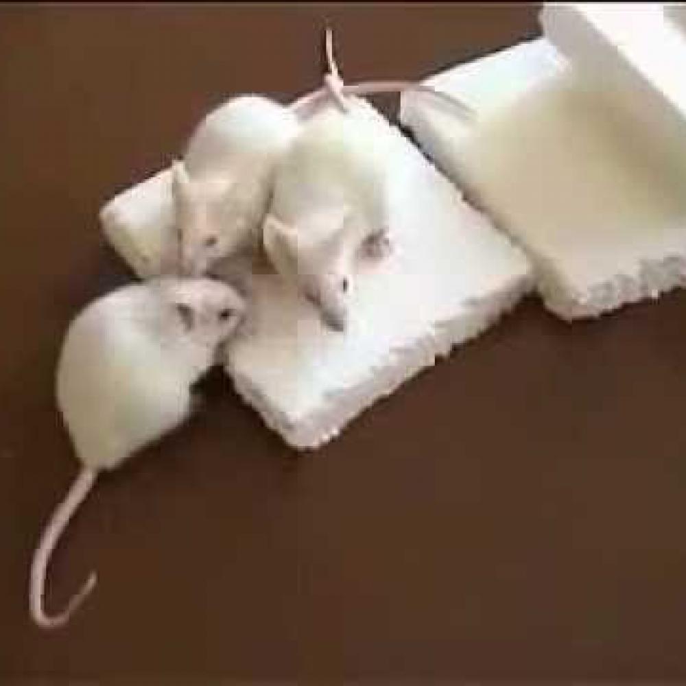 Пенопласт и мыши: чем обработать чтобы не ели