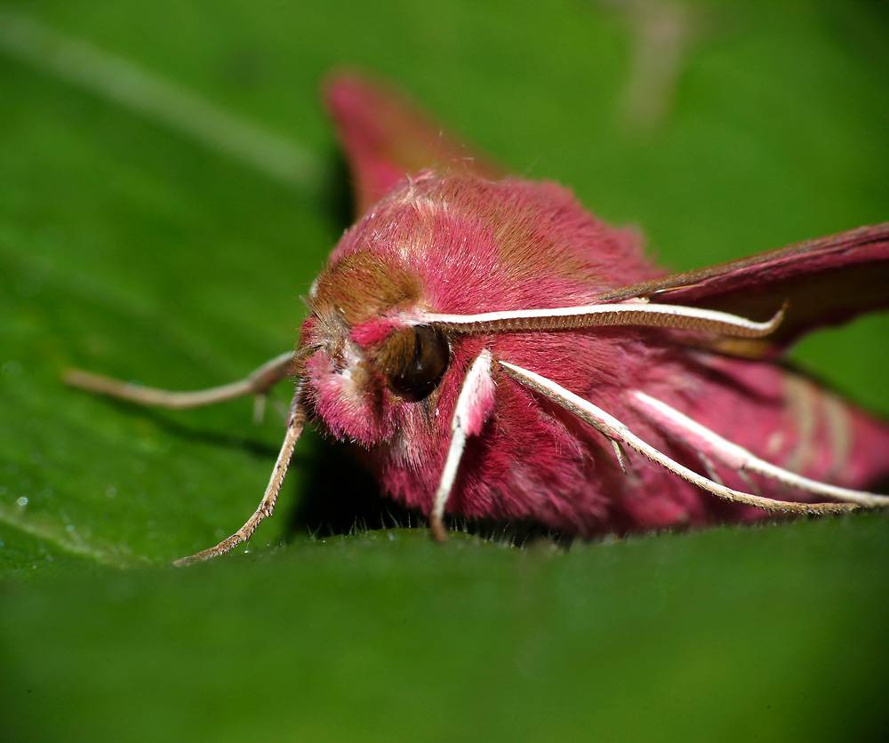 Бабочка бражник (бабочка колибри) - фото и виды, описание, названия, чем питается и где обитает