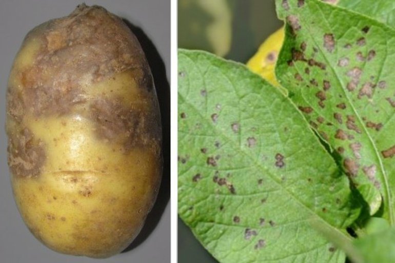 Признаки, профилактика и методы борьбы с картофельной нематодой