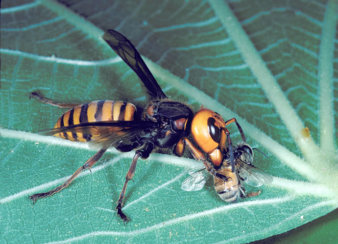 Описание и фото лесной осы