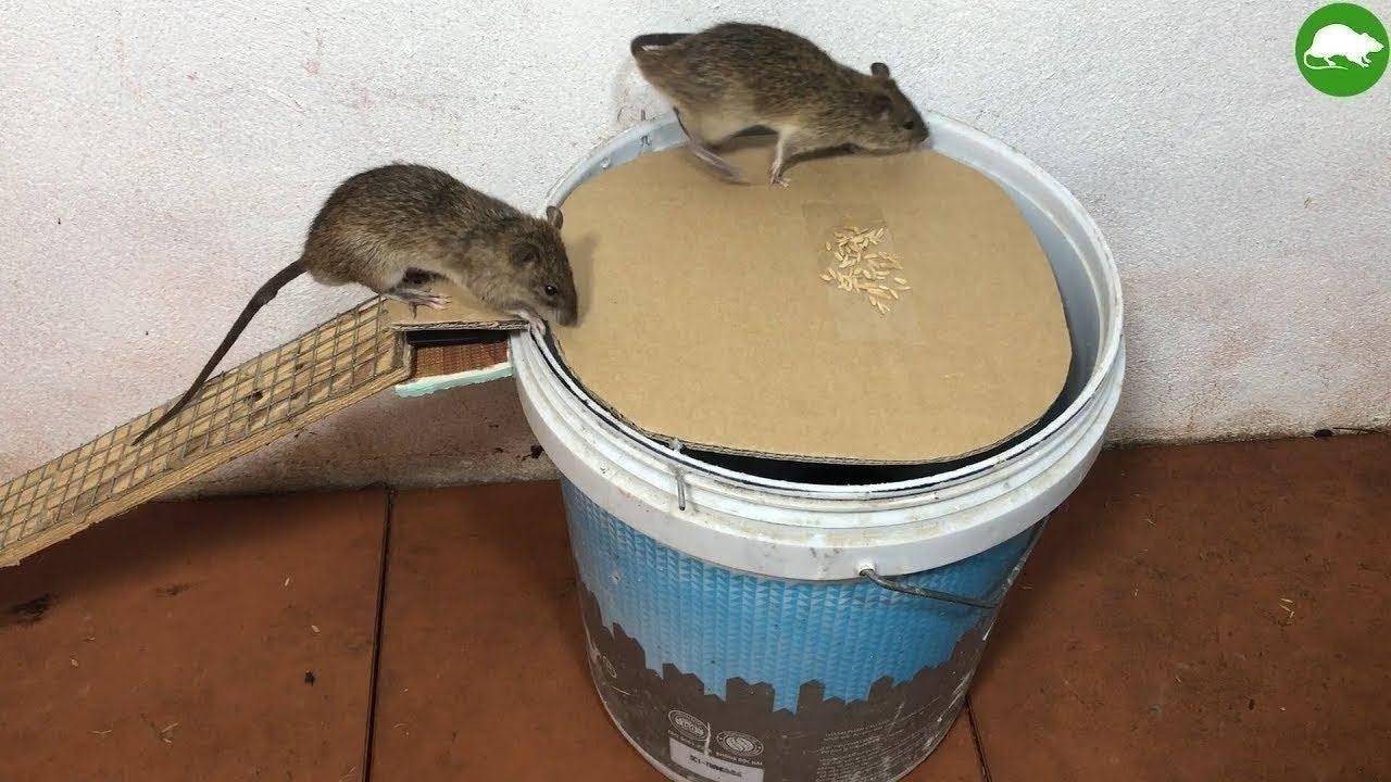Как быстро поймать мышь в доме без мышеловки: способы, в бутылку, на клей в домашних условиях
