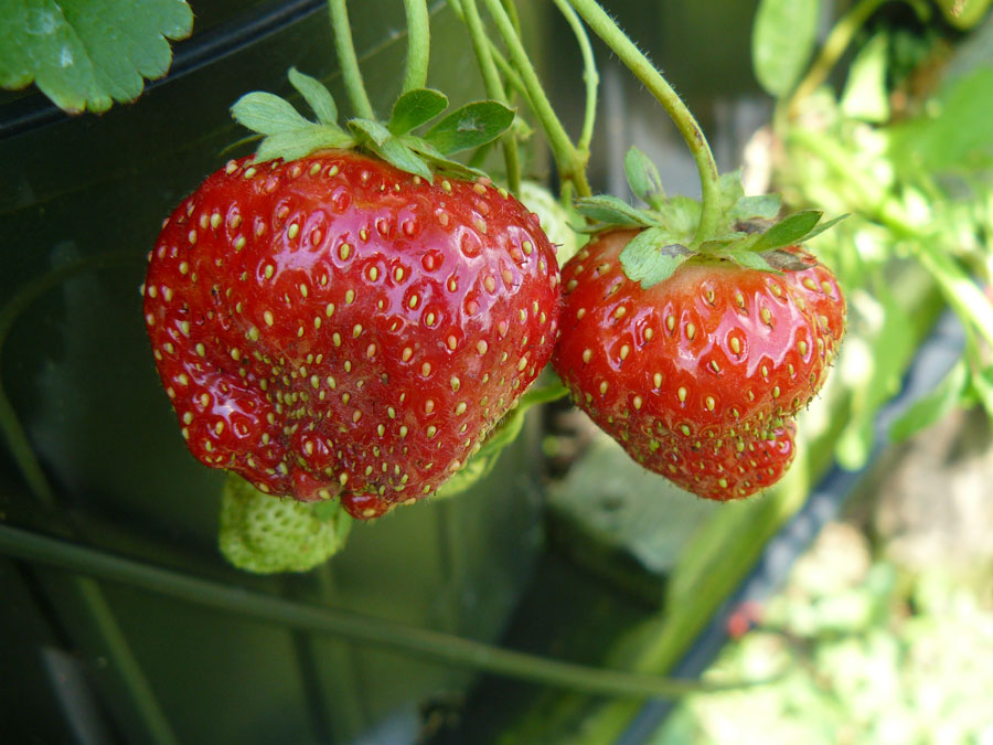 Клопы слепняк — какой вред наносят ягодам, как с ними бороться
