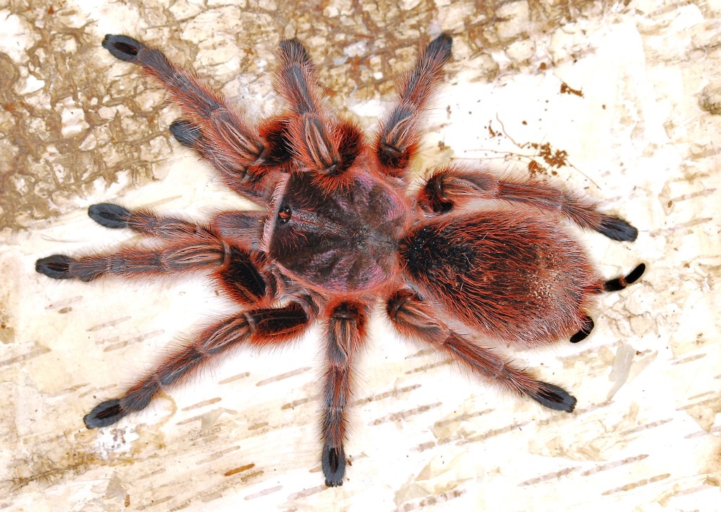 7 самых больших пауков мира (фото)