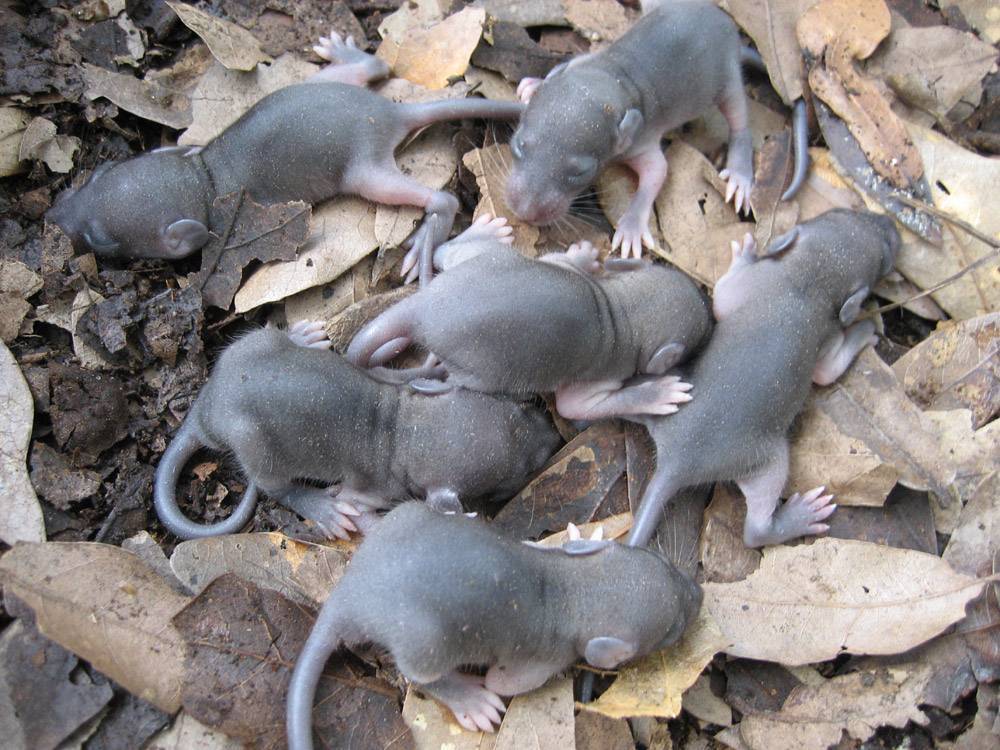 Как быстро размножаются мыши – новорожденные мышата