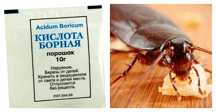 Борная кислота как средство от тараканов: подборка рецептов