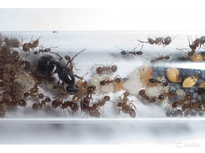 Продолжительность жизни муравьев разных видов и в разных условиях
