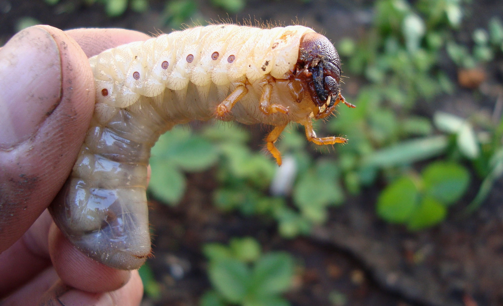 Как избавиться от личинок майского жука на участке
как избавиться от личинок майского жука на участке