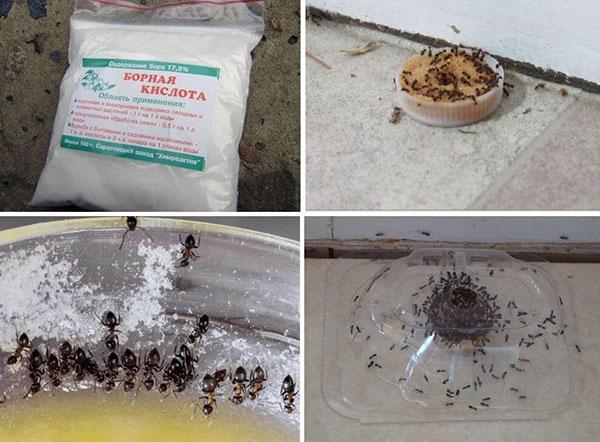 Как избавиться от муравьев в комнатных цветах