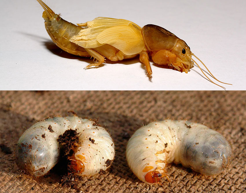 Как выглядит и чем питается личинка майского жука? как бороться с личинками майского жука на огороде