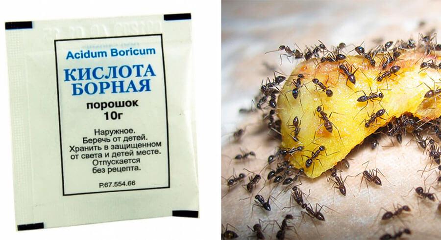 Борная кислота против муравьев в огороде: эффективные рецепты приманок