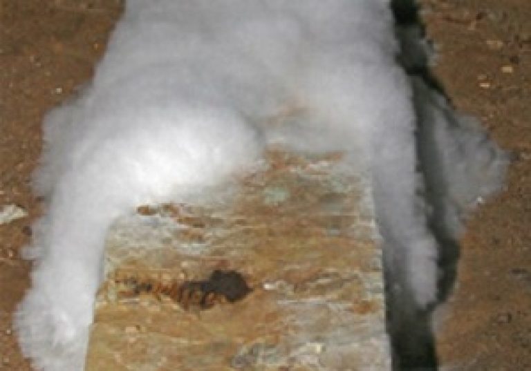 Белая плесень в погребе: как избавиться, фото / уничтожение грибка во влажном помещении, видео