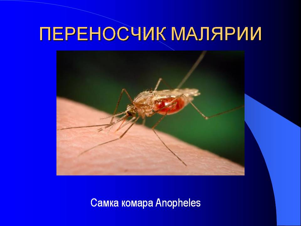 Малярией можно заразиться. Малярия возбудитель малярийный комар. Переносчик малярийного плазмодия. Возбудитель малярии в Комаре. Малярийный комар возбудитель заболевания.