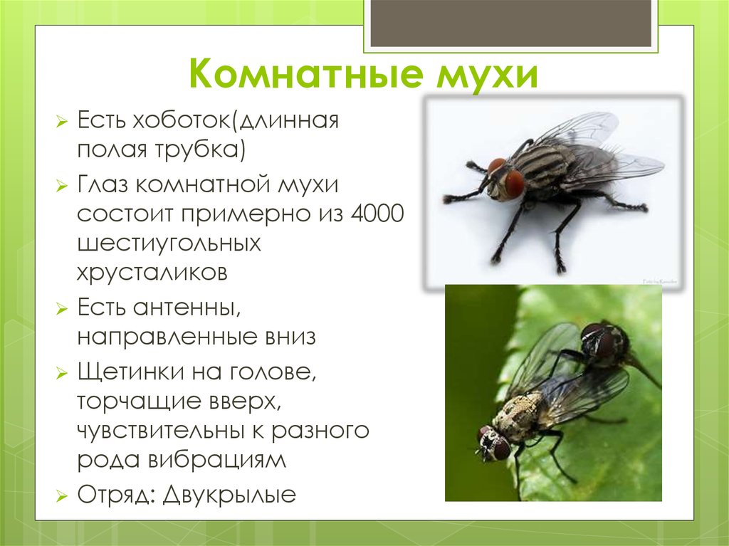 Описание и фото домашней мухи