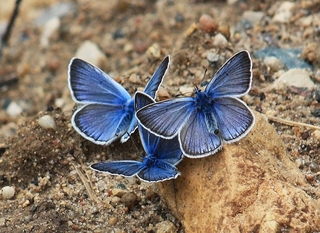 Бабочка голубянка - описание, среда обитания, виды