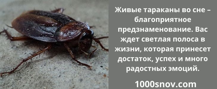 К чему снятся тараканы во сне женщине - бегающие, много, живые, подробное толкование