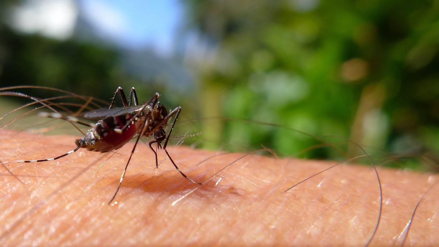 Почему комары кусают и почему их укусы чешутся? описание, фото и видео  - «как и почему»