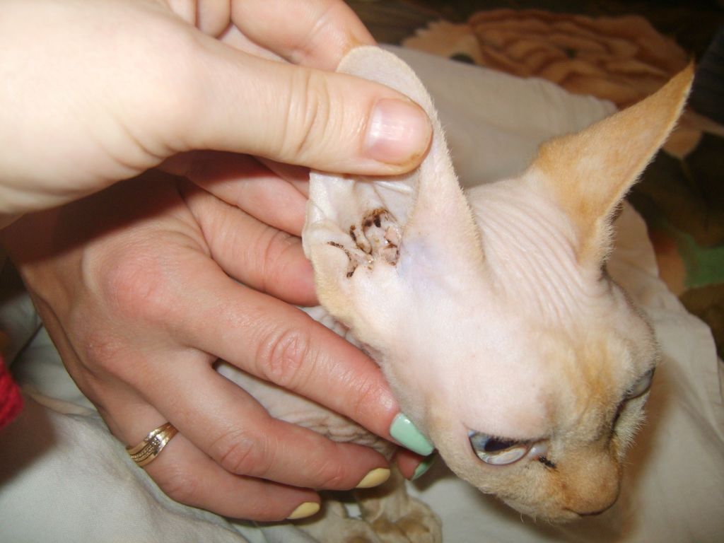 Ушной клещ у кошек: выбор средства и проведение терапии