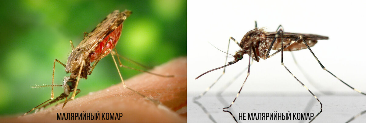 Описание и фото комаров разных видов