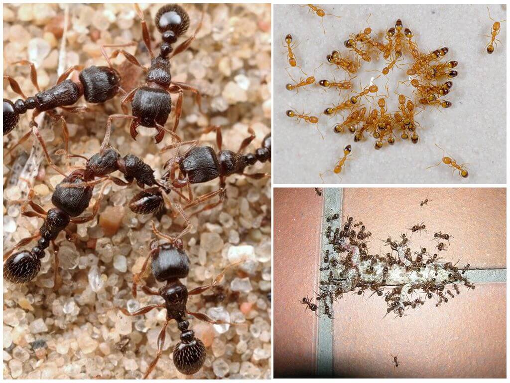 Матка муравья: как выглядит королева и как найти гнездо в квартире, фото и видео русский фермер