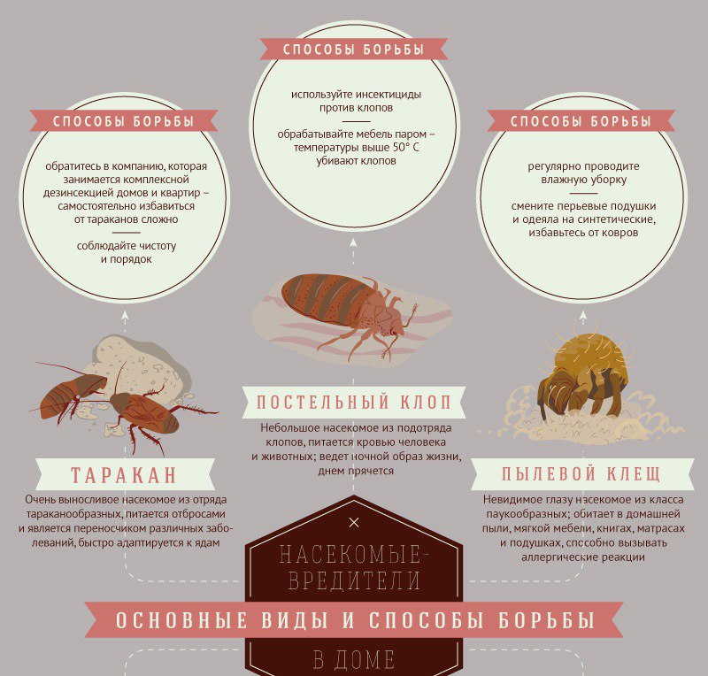 Как проводить профилактику и средства борьбы с тараканами