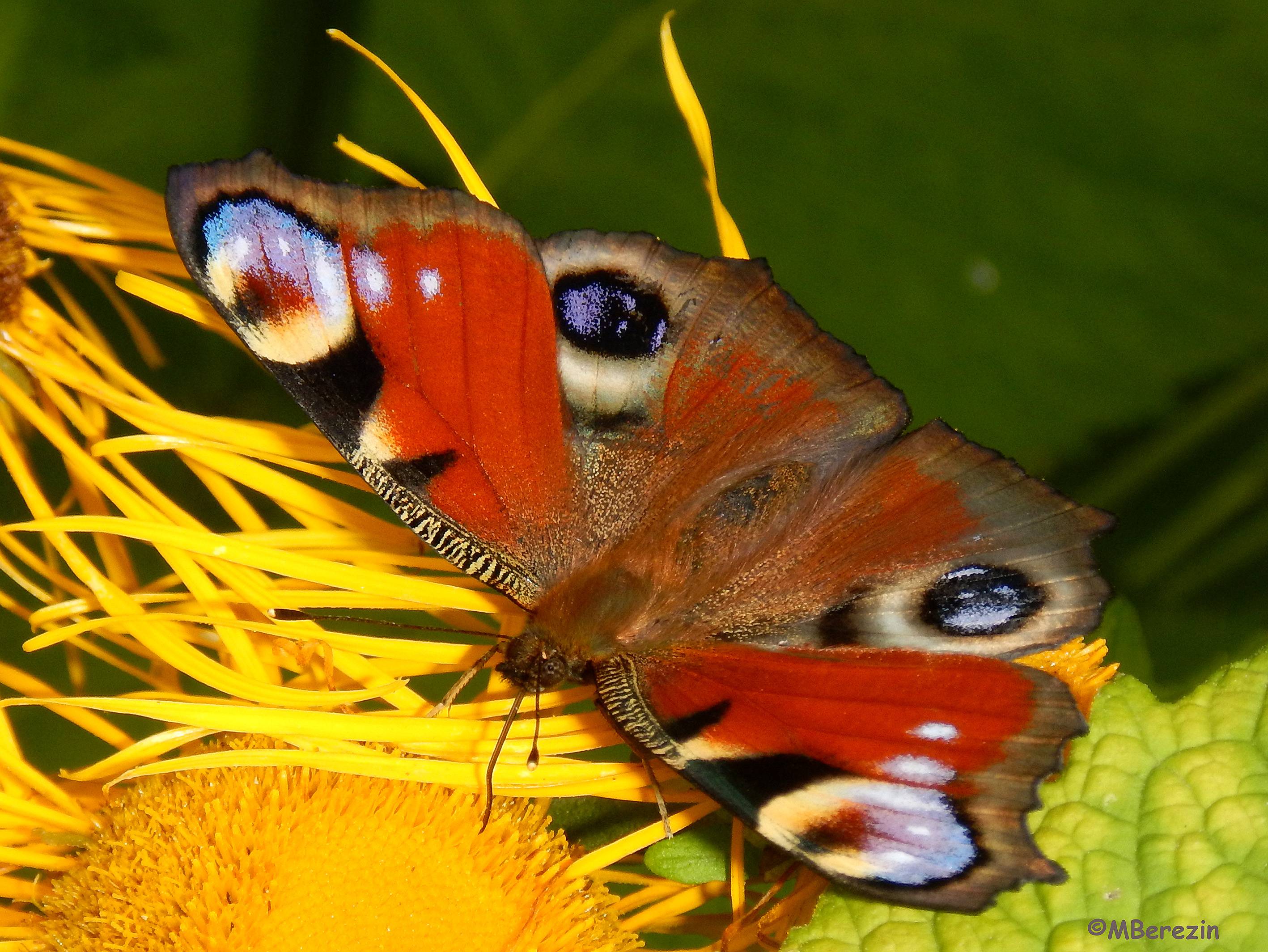 Как зимует бабочка павлиний глаз: раскрываем секреты насекомого
