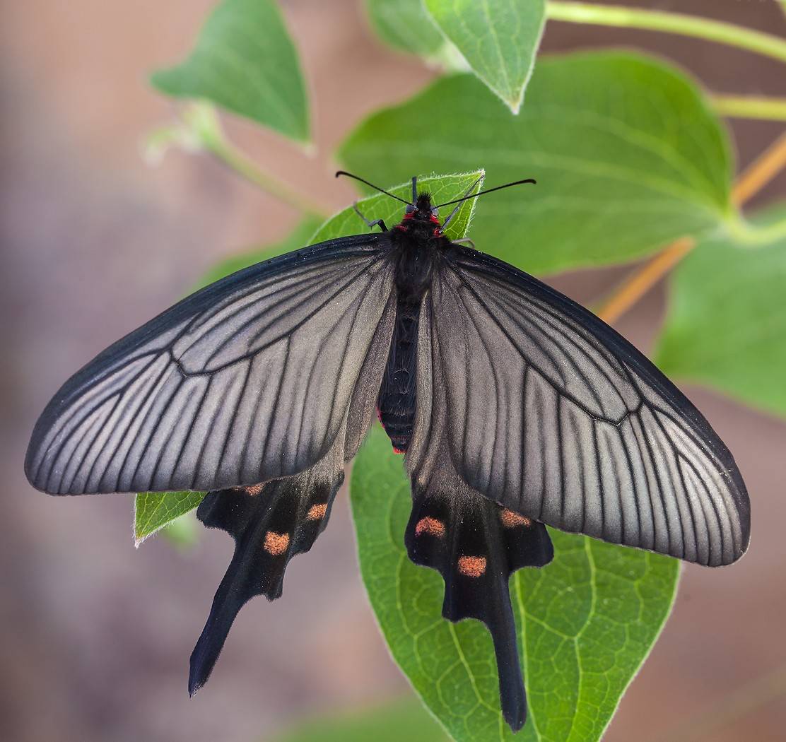 Бабочка сова: фото и образ жизни сумеречного мотылька