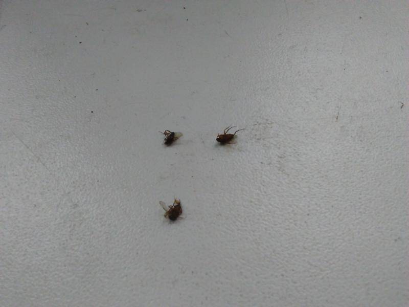 Откуда берутся мухи в квартире или доме