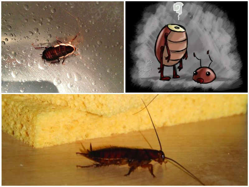 Сколько живят таракан без головы и как это возможно