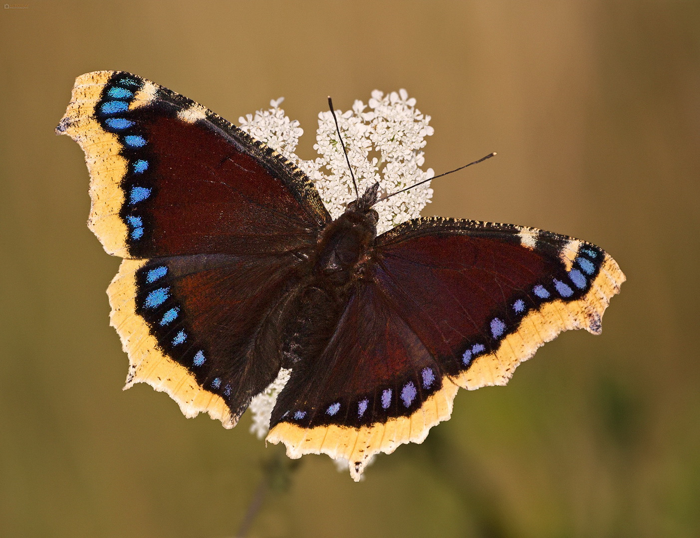 Бабочка пеструшка - описание, среда обитания, виды