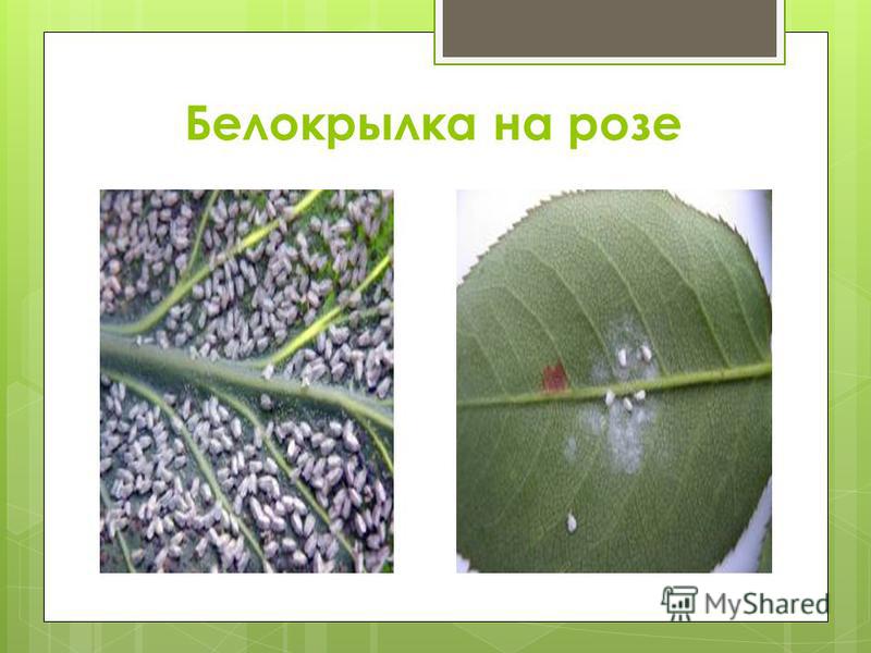 Вредители комнатных растений и меры борьбы с ними, фото пораженных цветов и их лечение