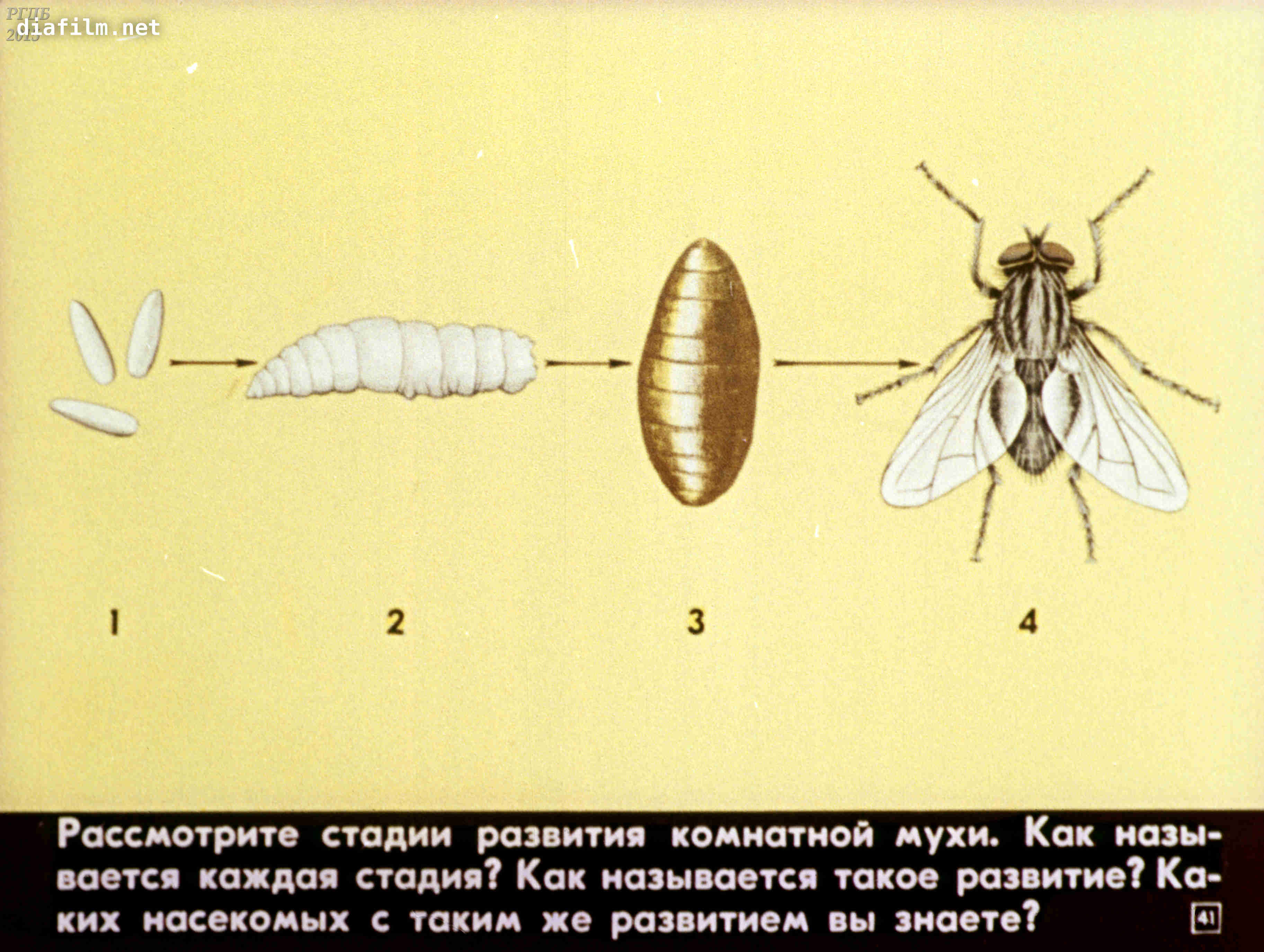 Как размножаются мухи