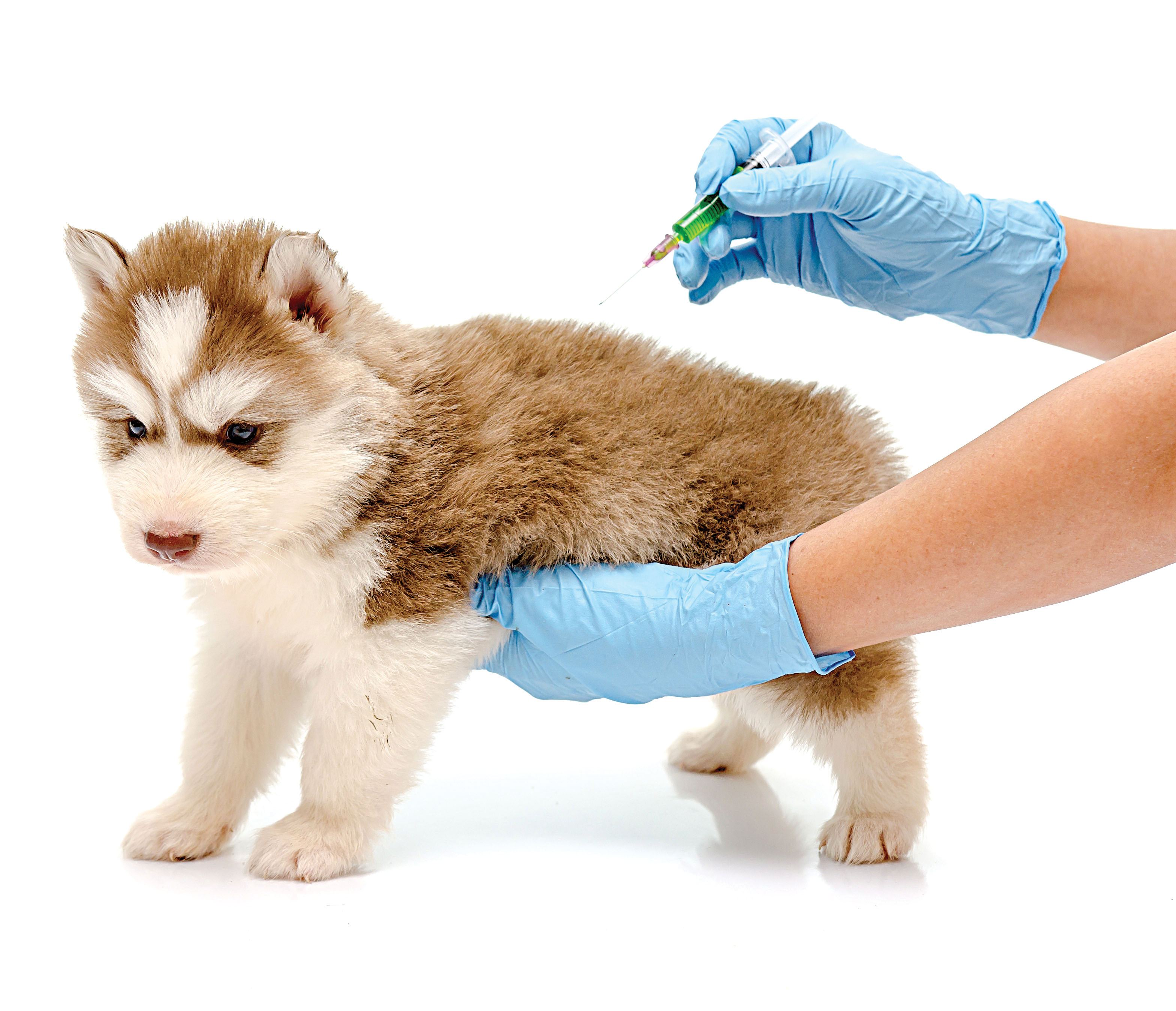 Виды прививок от клещей для собак и правила вакцинации