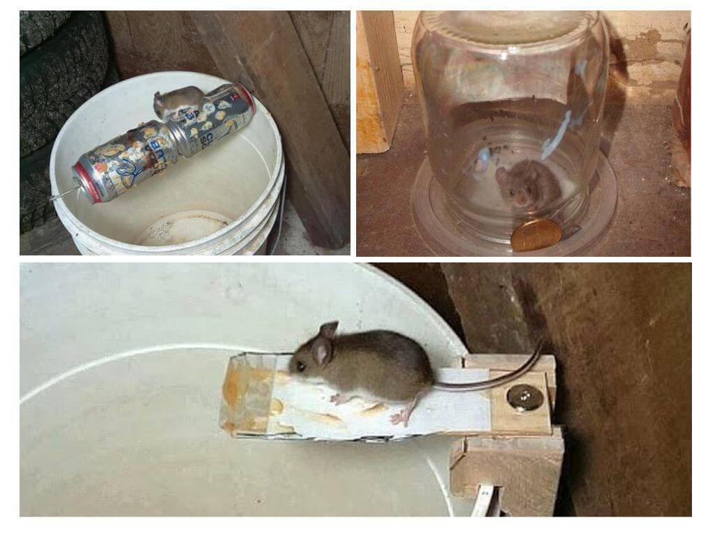 Как поймать крысу: какая лучшая приманка в домашних условиях, что положить в крысоловку, что любят мыши