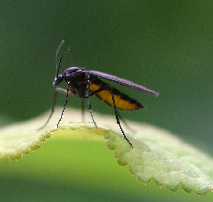 Грибной комарик или сциарида. как избавиться, фото | wikibotanika.ru