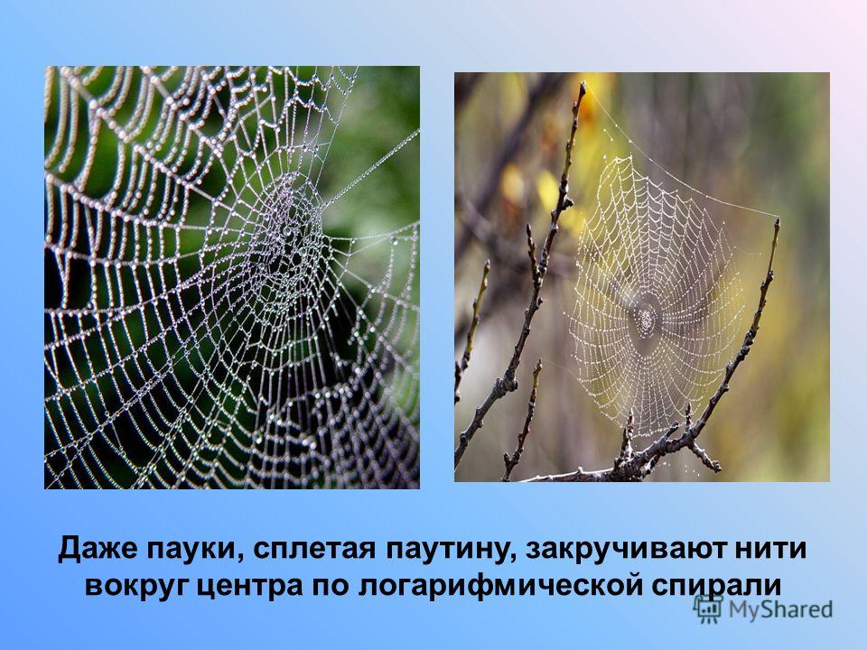 Пауки плетущие паутину