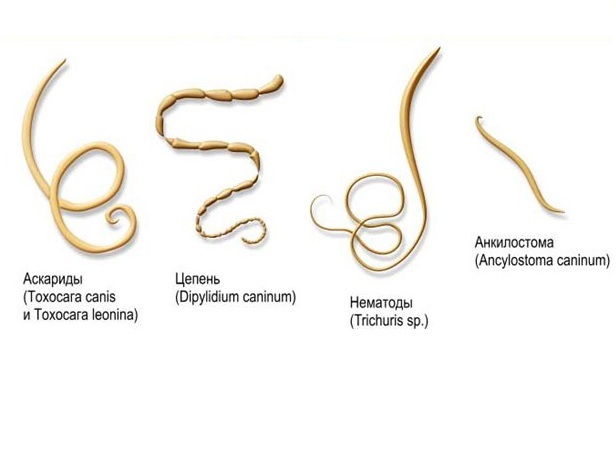 Какие анализы покажут наличие паразитов в организме человека?