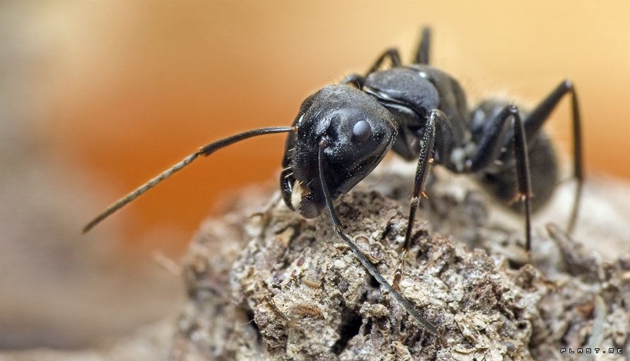 Как избавиться от черных муравьев в доме