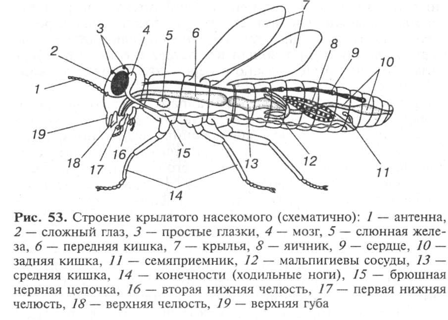 Строение таракана: сколько ног у таракана, строение конечностей