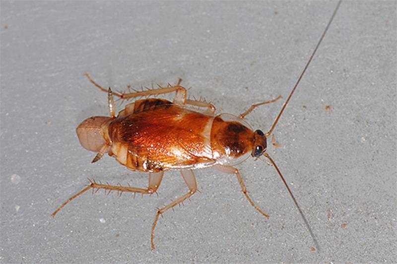 Описание и образ жизни рыжих тараканов