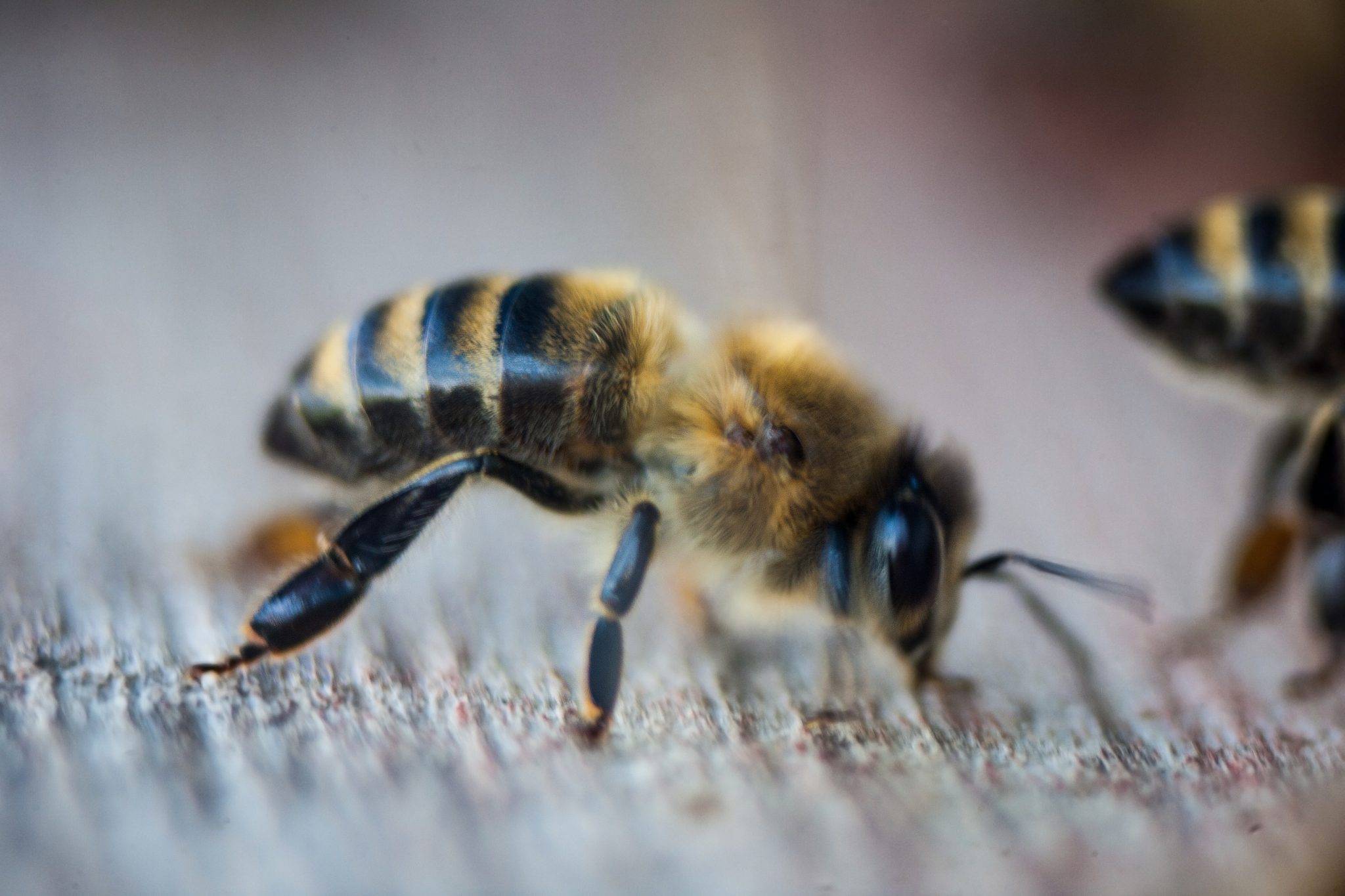 Карпатская порода пчел: отзывы пчеловодов, фото, особенности