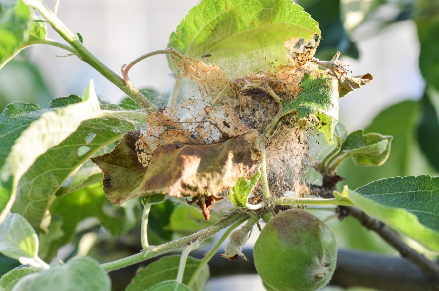 Паутинный клещ: как бороться на комнатных растениях, в теплице и на рассаде