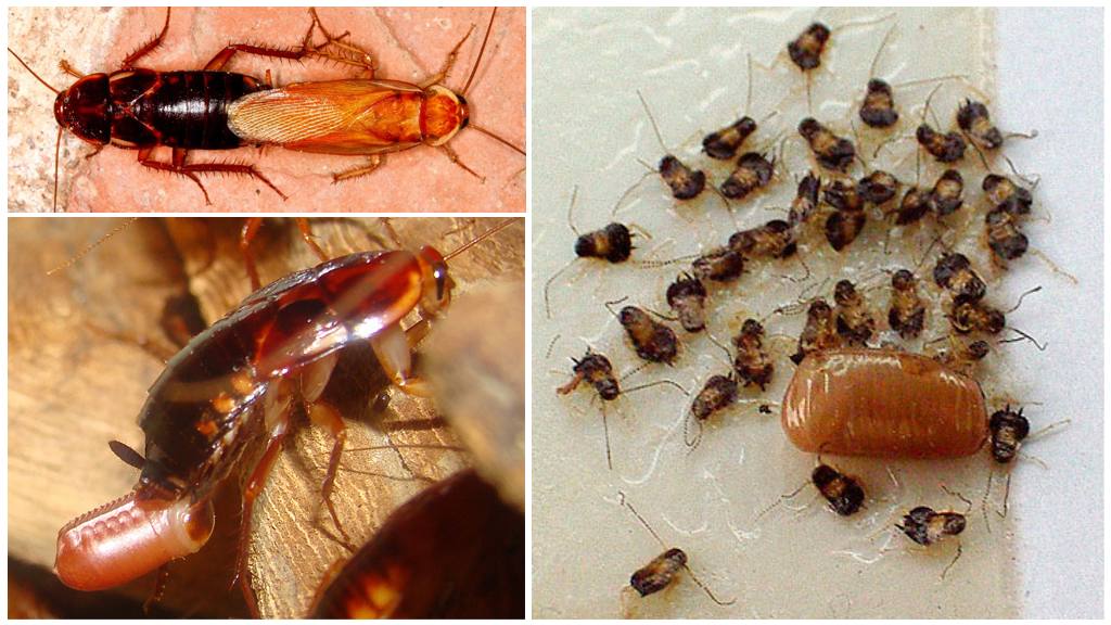 Как рожает таракан: жизненный цикл вредителей